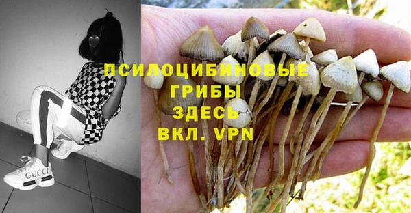 гидра Вязьма