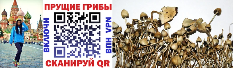даркнет сайт  Димитровград  Галлюциногенные грибы Cubensis 